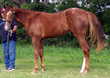 Stilts as a yearling